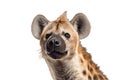 Isolated Hyena Face on transparent Background, Generative Ai