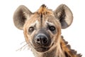 Isolated Hyena Face on transparent Background, Generative Ai