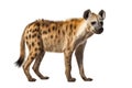 Isolated Hyena Illustration on Transparent Background, Generative Ai