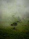 Isolated idyllic lone trees on green grass cloudy foggy misty hill in Giron Azuay in Ecuador South America