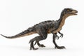 Isolated illustration of an austroraptor dinosaur, highlighting its feathered appearance, slender build, and sharp claws Royalty Free Stock Photo