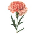 Isolated illustration of carnation floral element