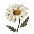 Isolated illustration of daisy floral element