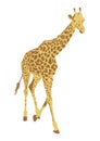 Isolated illustration giraffe on white