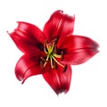 isolated illustration of red lily flower. Created with Generative AI Royalty Free Stock Photo