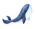 Isolated illustration on white background blue whale. Painted in watercolor. Royalty Free Stock Photo