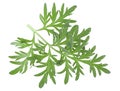 Isolated image of artemisia medicinal herb plant. Sprig of medicinal wormwood.