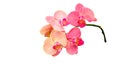 Isolated image of a beautiful pink Phalaenopsis orchid.