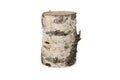 Isolated image of birch stump Royalty Free Stock Photo
