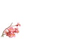Isolated image of blooming pink flowers on white background.
