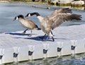 Isolated image of a Canada goose standing Royalty Free Stock Photo