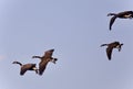 Isolated image of four Canada geese flying Royalty Free Stock Photo