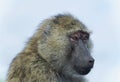 Isolated image of a funny baboon looking aside Royalty Free Stock Photo