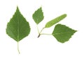Isolated image of green birch leaves and bud on white background, top view Royalty Free Stock Photo