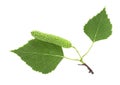 Isolated image of green birch leaves and bud on white background, top view Royalty Free Stock Photo