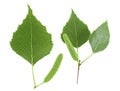 Isolated image of green birch leaves and buds on white background, top view. Set of images Royalty Free Stock Photo