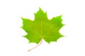 Isolated image of green maple leaf on white