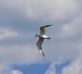 Isolated image of a gull flying in the sky Royalty Free Stock Photo