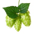 Isolated image of hops close-up Royalty Free Stock Photo