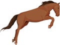 Isolated image of jumping horse