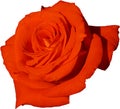 Isolated image of a light red rose side view