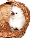 Isolated image little Siamese kitten peeking out of a basket Royalty Free Stock Photo