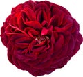 Red velvet rose isolated