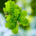 Isolated image of oak leaves and acorn on white background