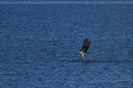 Osprey taking fish out of water