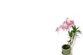 Isolated image of purple orchids in pots.