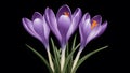 Isolated image of violet crocus spring flower on black background Royalty Free Stock Photo