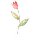 Isolated image on a white background a Tulip drawn in watercolor