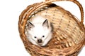 Isolated image white beautiful little Siamese baby kitten peeking out of a basket Royalty Free Stock Photo