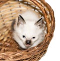 Isolated image of a white beautiful little Siamese kitten peeking out of a basket Royalty Free Stock Photo