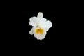 Isolated image of white Cattleya orchid flower on black background Royalty Free Stock Photo