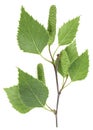 Isolated image of young birch branch with leaves and catkins on white background, top view Royalty Free Stock Photo