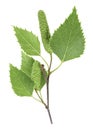 Isolated image of young birch branch with leaves and catkins on white background, top view Royalty Free Stock Photo