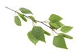 Isolated image of young birch branch with leaves on white background Royalty Free Stock Photo