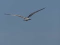 The Back of an Immature Ring Billed Gull in Flight Royalty Free Stock Photo