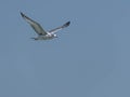 Immature Ring Billed Gull Flying Royalty Free Stock Photo