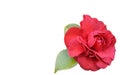 Isolated Incredible beautiful red camellia - Camellia japonica flower with leaves on white background. Royalty Free Stock Photo