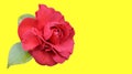 Isolated Incredible beautiful red camellia on yellow background. Royalty Free Stock Photo