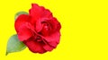 Isolated Incredible beautiful red camellia on yellow background. Royalty Free Stock Photo