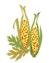 Isolated Indian Corn