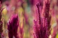 Isolated Indian red and green amaranth plant lit by sun on blurred blooming field and bright green bokeh background. Leaf Royalty Free Stock Photo