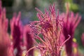Isolated Indian red and green amaranth plant lit by sun on blurred blooming field and bright green bokeh background. Leaf Royalty Free Stock Photo