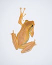 An isolated Indian tree frog climb on the white wall close-up photograph Royalty Free Stock Photo