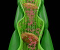 Internal phloem structure from the stem plant Royalty Free Stock Photo