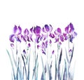 Isolated iris flower garden