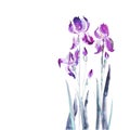 Isolated iris flower